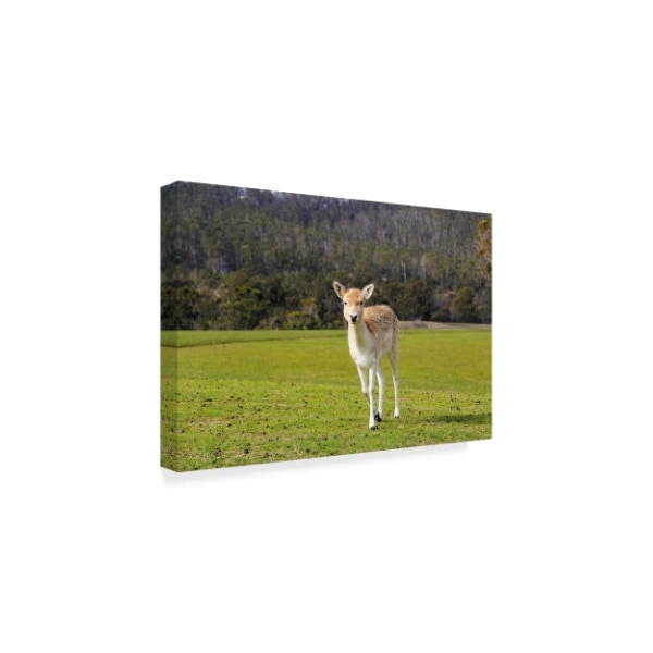 Incredi 'Deer Look' Canvas Art,22x32